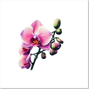 Pink Orchid Posters and Art